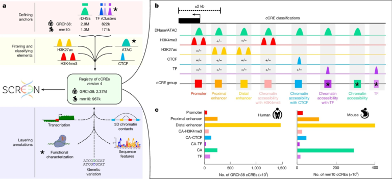 Researchers Expand the Human Genome Map to 2.37 Million Regulatory DNA Elements