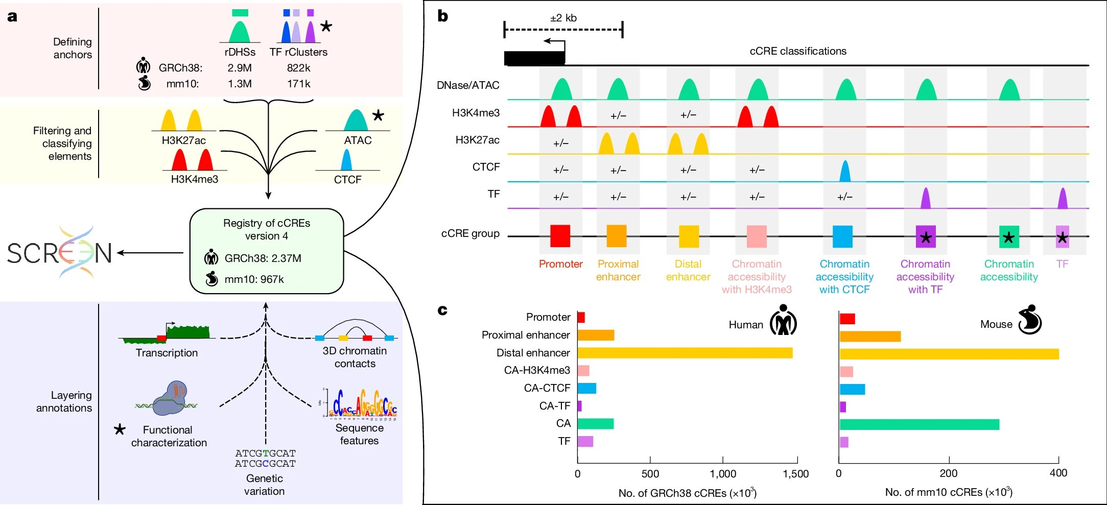 Researchers Expand the Human Genome Map to 2.37 Million Regulatory DNA Elements