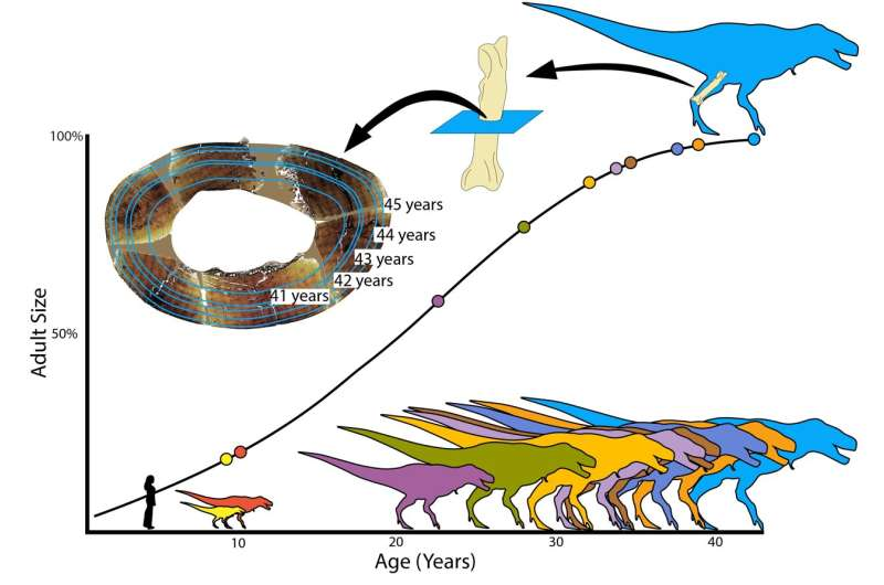Tyrannosaurus Rex Grew Much More Slowly Than We Thought and Kept Growing Until About Age 40