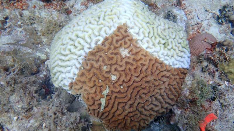 Seawater Microbes Offer a New Non-Invasive Way to Detect Coral Disease Earlier Than Ever
