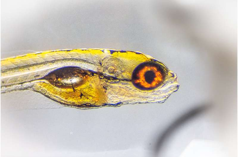 New AI Tool Removes a Major Bottleneck in Animal Movement Analysis