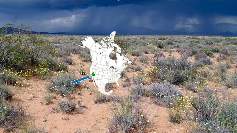 A Rare Mojave Desert Plant Is Thriving at a Massive Solar Array Thanks to Thoughtful Sustainability Efforts