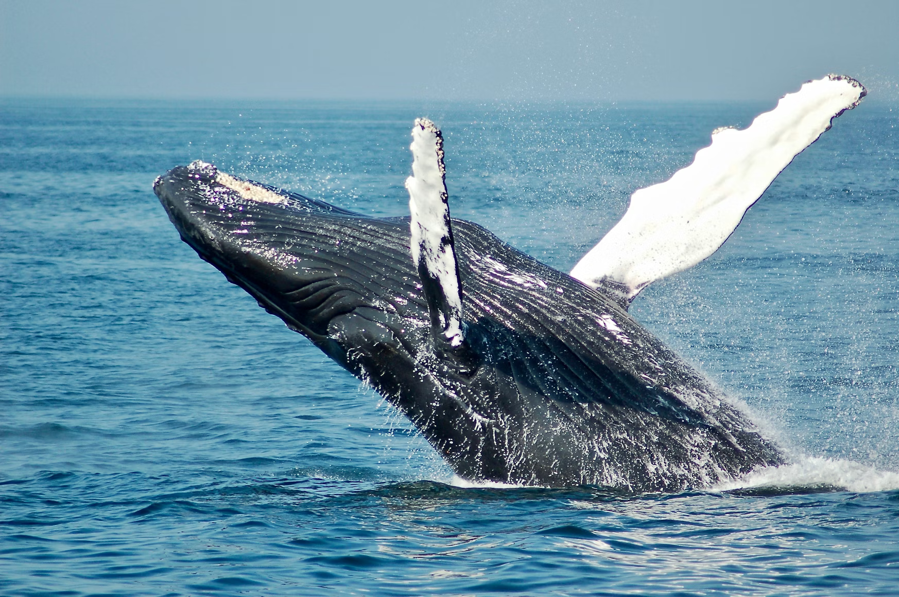Bubble Net Feeding Knowledge Spreads Through Immigrant Humpback Whales, Boosting Population Recovery