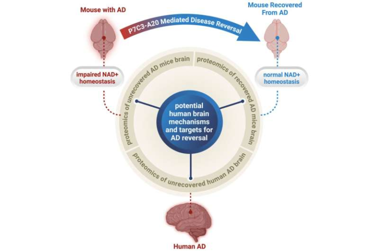 Scientists Show Alzheimer’s Disease Can Be Reversed in Animal Models With Full Brain Recovery