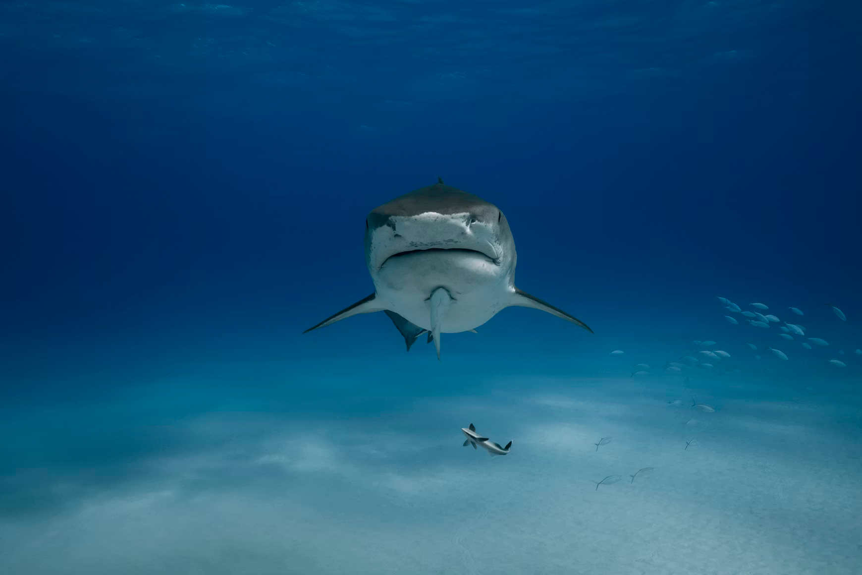 Tiger Sharks Gather to Mate During Maui’s Whale Season, Reveals Groundbreaking Research