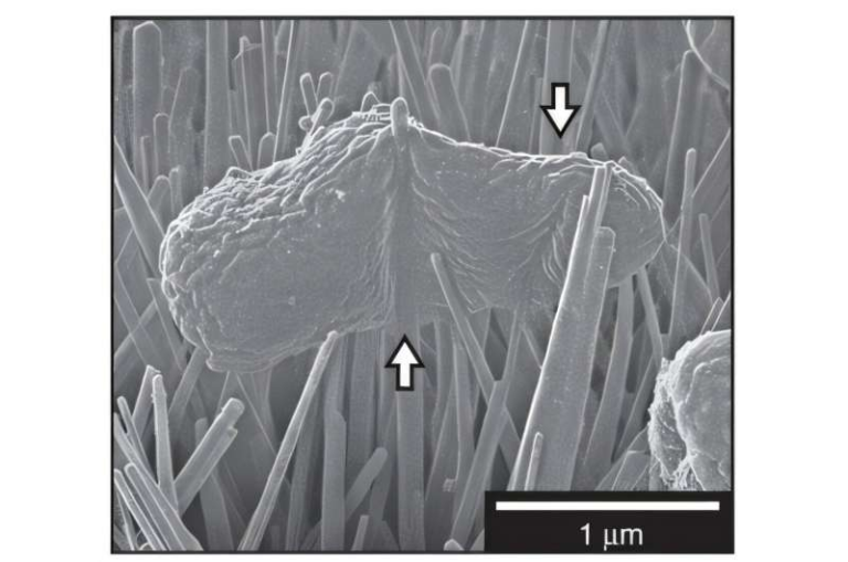 Piercing Pathogens With Nanospikes Is Emerging as a Powerful New Anti-Biofilm Strategy