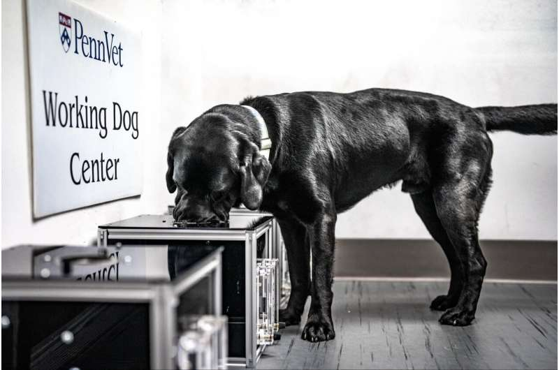 Trained Dogs Can Detect Deadly Canine Cancer Hemangiosarcoma by Smell, Offering Hope for Earlier Diagnosis