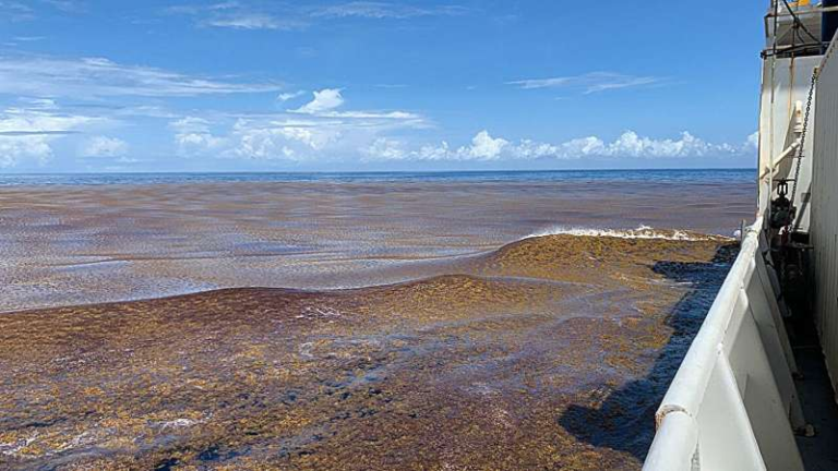 New Study Reveals Sargassum Seaweed Is Costing U.S. Coastal Economies Millions Each Year