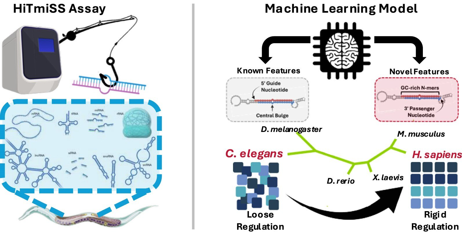 Decoded Rules of microRNA Strand Selection Reveal Conserved and Programmable Features