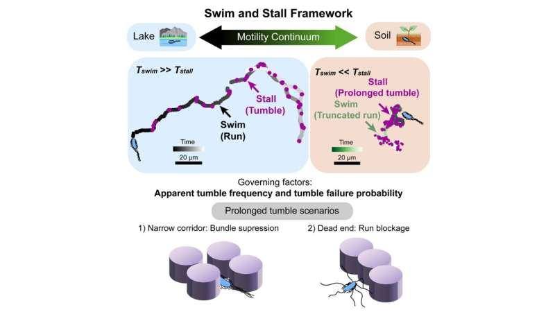 Same Moves Different Terrain How Bacteria Navigate Complex Environments Without Changing Their Playbook