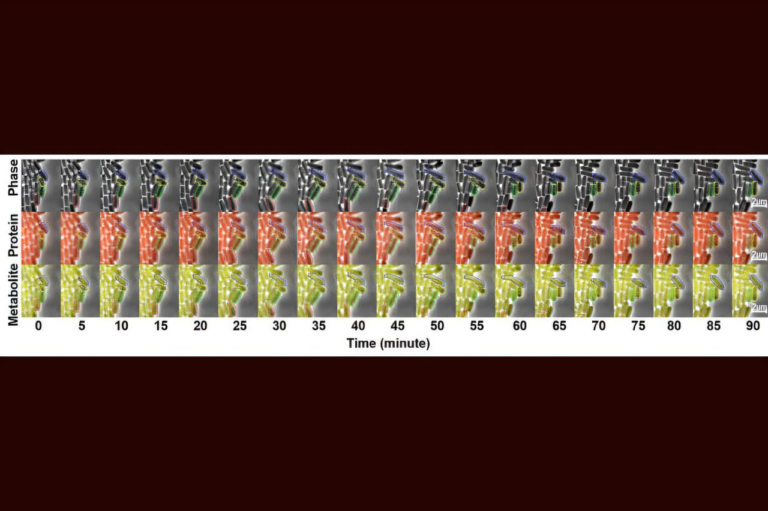 Exploring Metabolic Noise Opens New Paths to Better Biomanufacturing