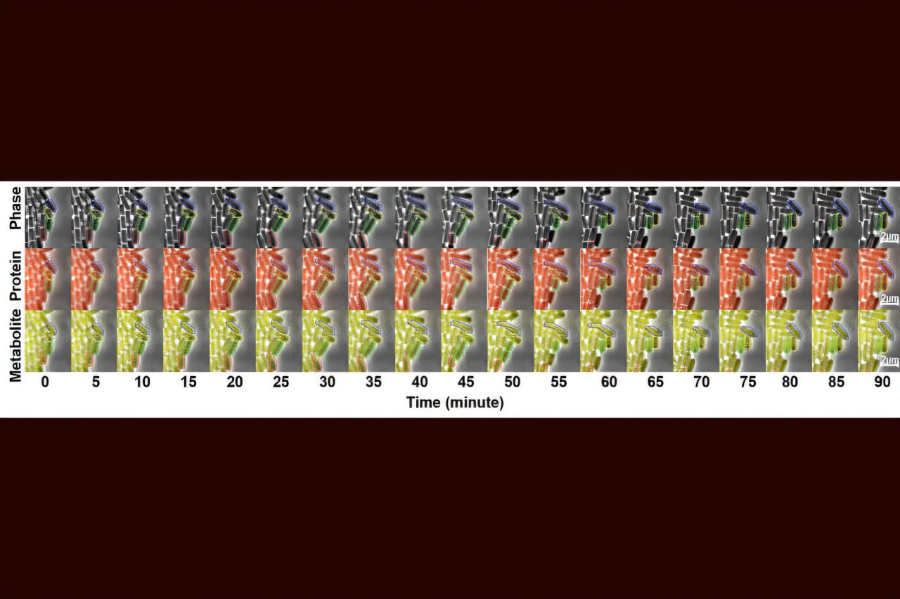 Exploring Metabolic Noise Opens New Paths to Better Biomanufacturing