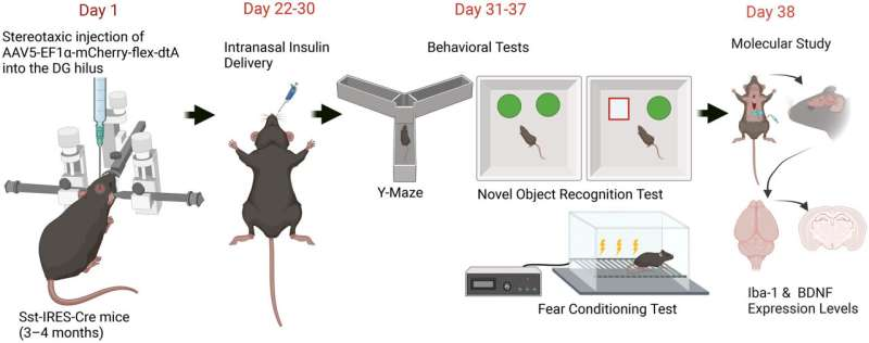 Medications May Help the Aging Brain Cope With Surgery and Memory Impairment
