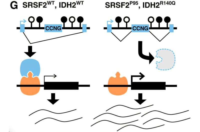 Targeting Epigenetic Modifiers and Splicing Regulators Together Could Open New Treatment Paths for Acute Myeloid Leukemia
