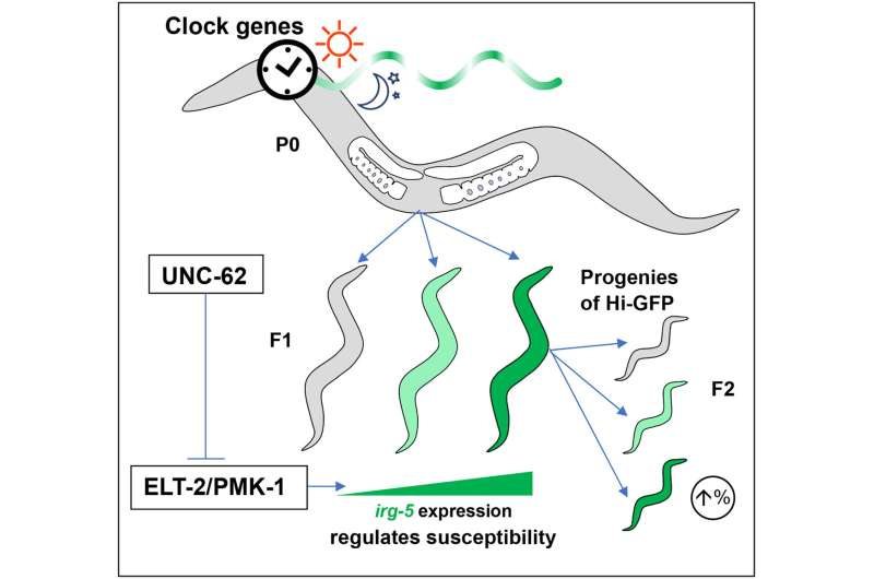 A Mother’s Circadian Rhythm May Predict Her Child’s Vulnerability to Bacterial Infection