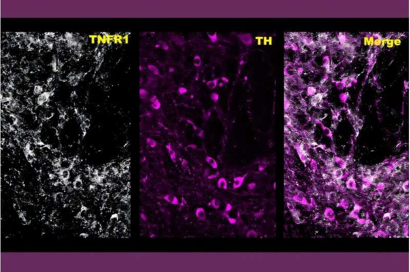 Unexpected Finding Could Offer New Treatment Targets for Meth Addiction