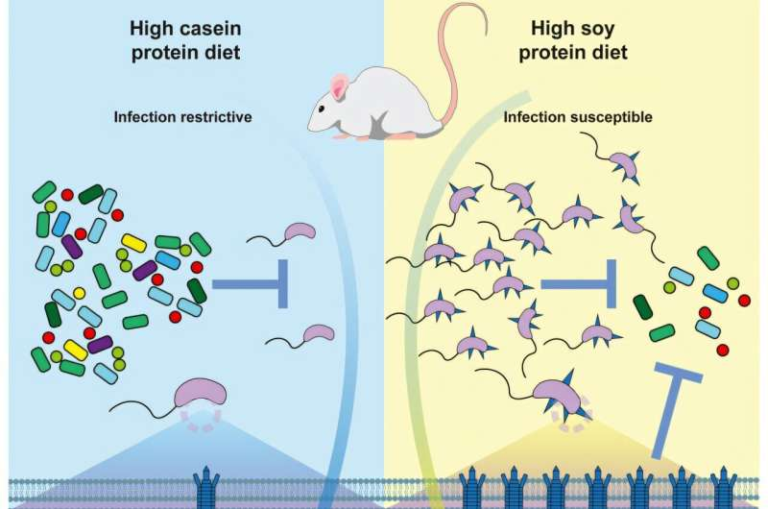 A High-Protein Diet Can Defeat Cholera Infection, According to New Research