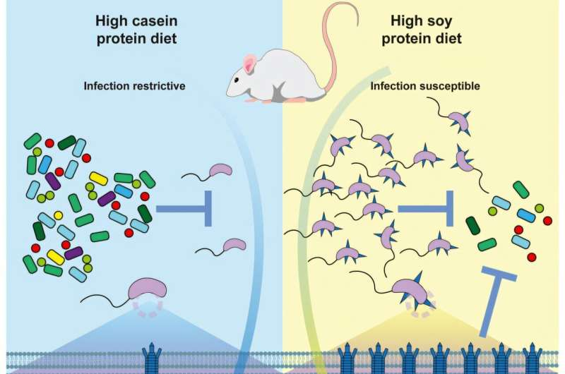 A High-Protein Diet Can Defeat Cholera Infection, According to New Research