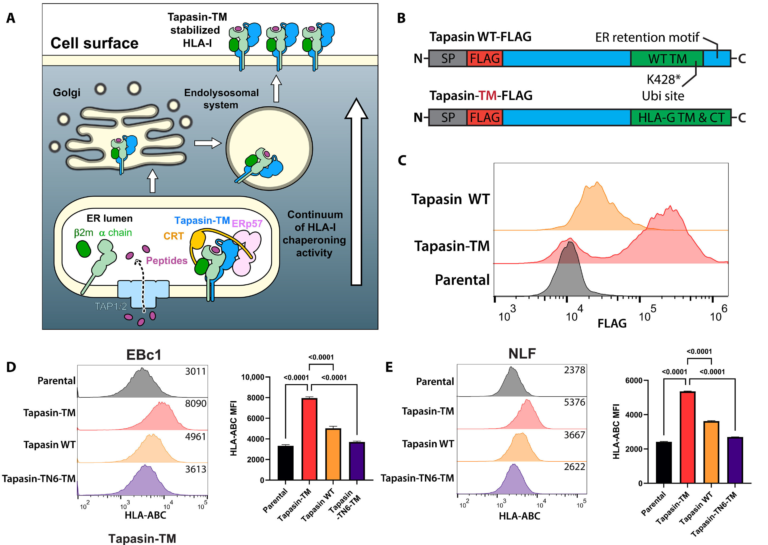 Engineered Protein Complex Could Help Immunotherapies Target Hard-to-Treat Neuroblastoma
