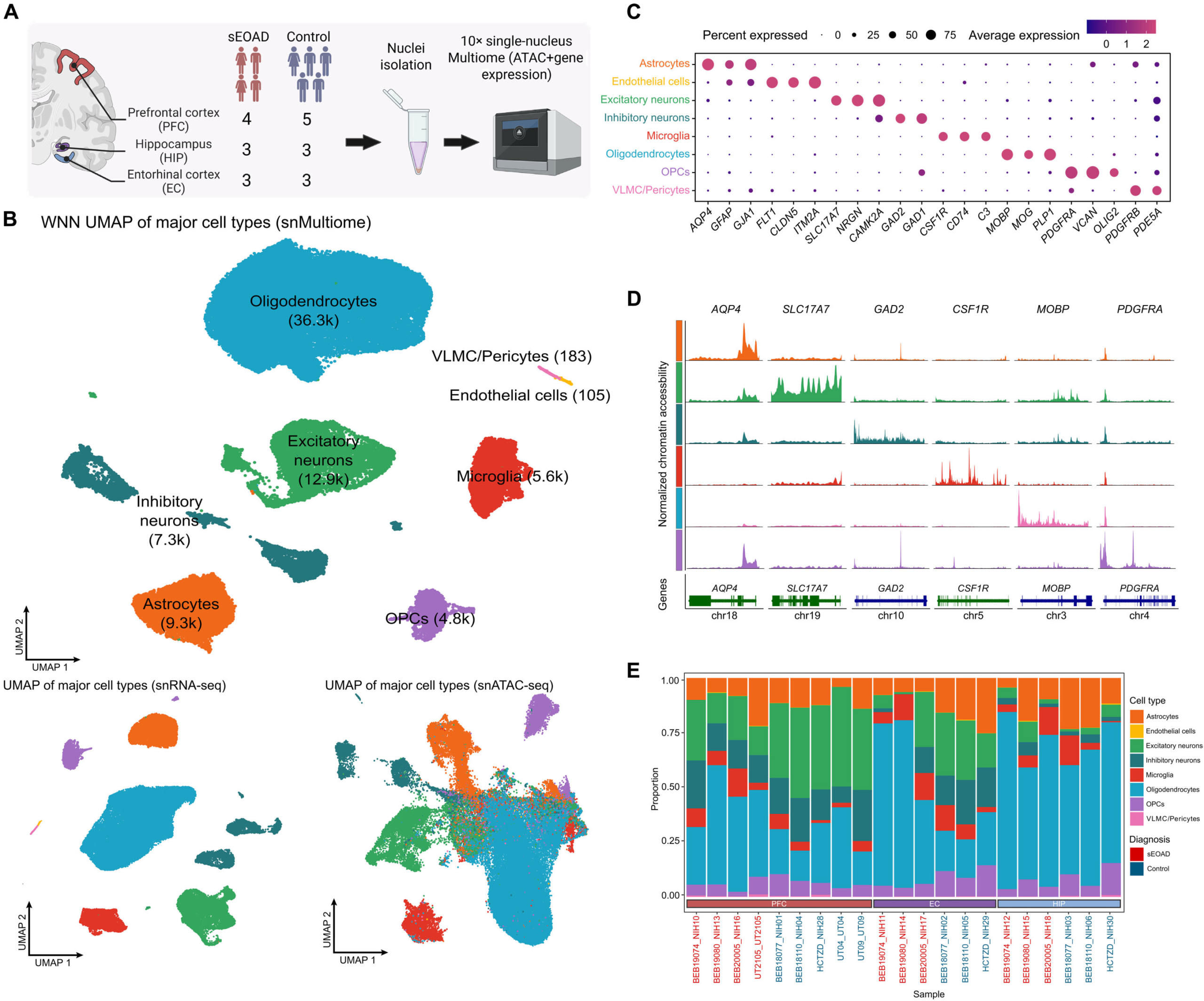 Mapping Gene Disruptions in Sporadic Early-Onset Alzheimer’s Disease Across Key Brain Regions