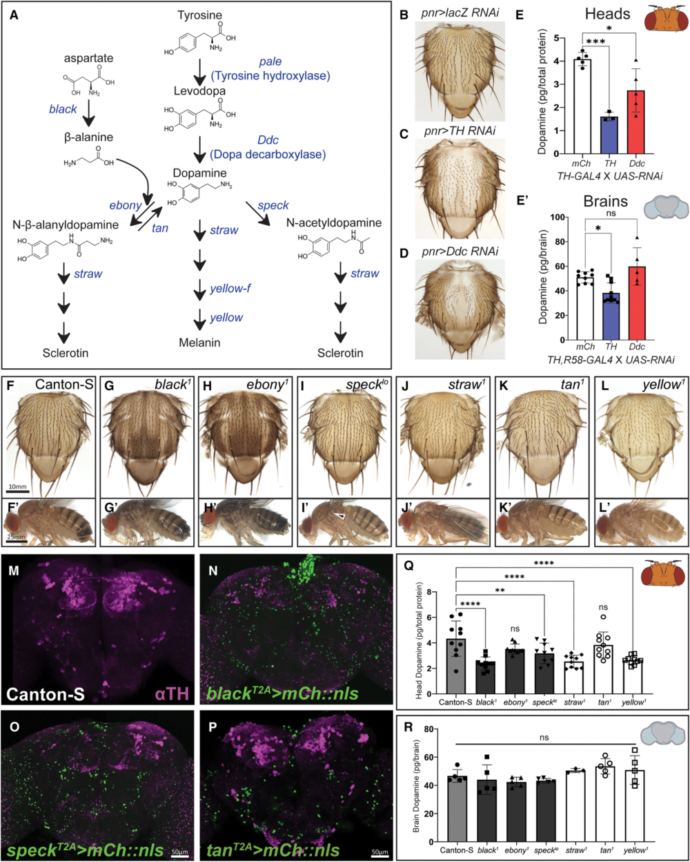 Fruit Fly Pigmentation Helps Scientists Discover Genes That Control Brain Dopamine and Sleep