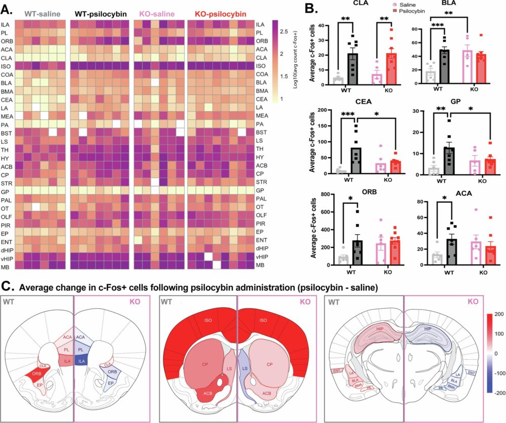 Scientists Discover a Non-Hallucinogenic Psilocybin Brain Receptor That Could Transform Depression and Anxiety Treatment