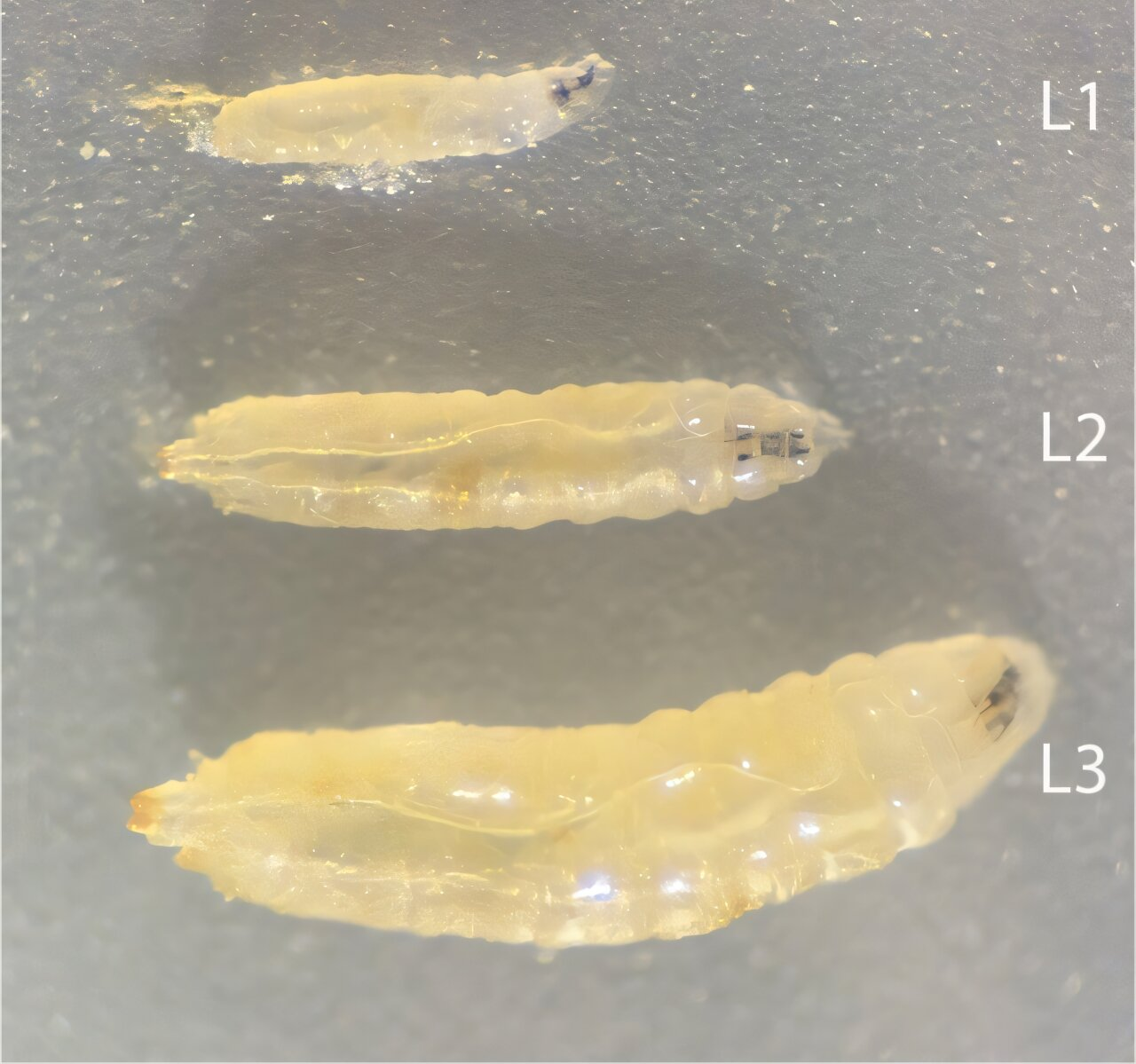 Faking a Ketogenic Diet May Still Get Results in Fruit Flies