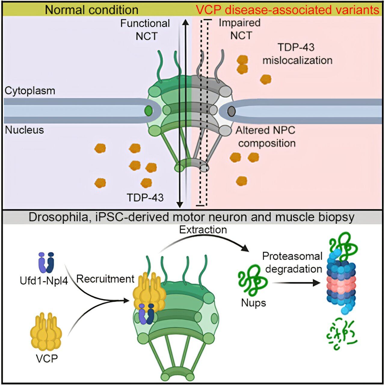 How a Cellular Quality-Control Protein Can Trigger Neurodegenerative Disease