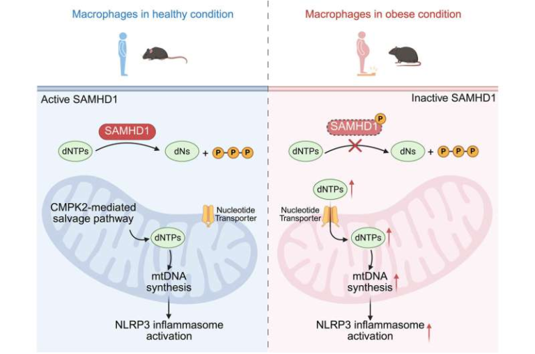 Molecular Switch That Turns On Inflammation in Obesity Points to New Therapeutic Targets