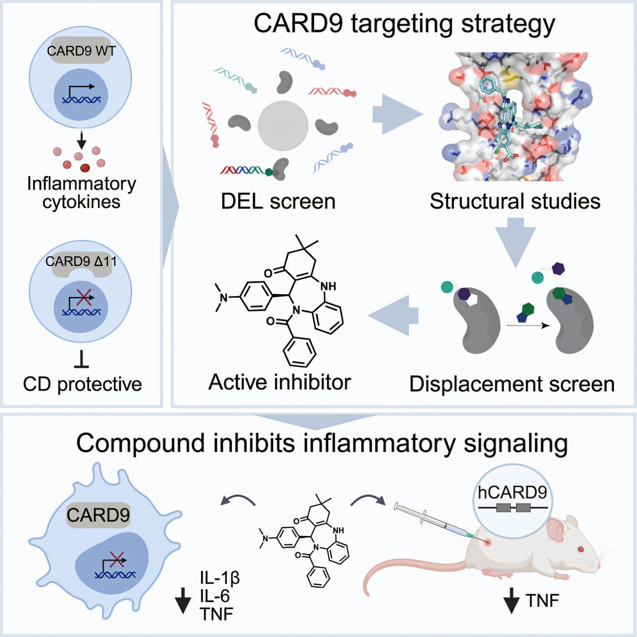 Small Molecules Could Treat Crohn’s Disease by Mimicking a Protective Gene Variant
