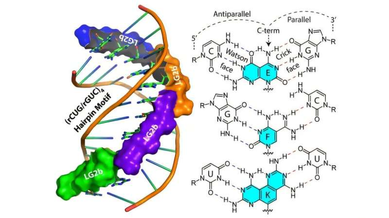 Structure-Based RNA Targeting Opens the Door to New Treatments for Neuromuscular Disorders