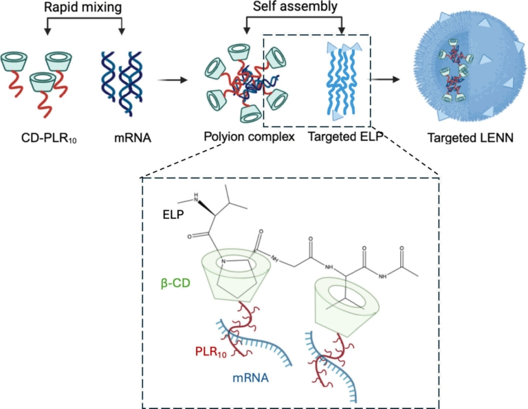 Shelf-Stable mRNA Delivery System Targets Bladder Cancer Cells Without Triggering an Immune Response