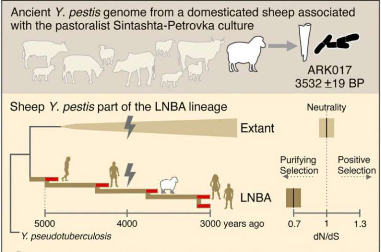 A 4,000-Year-Old Sheep May Have Finally Explained How the Bronze Age Plague Spread Across Eurasia