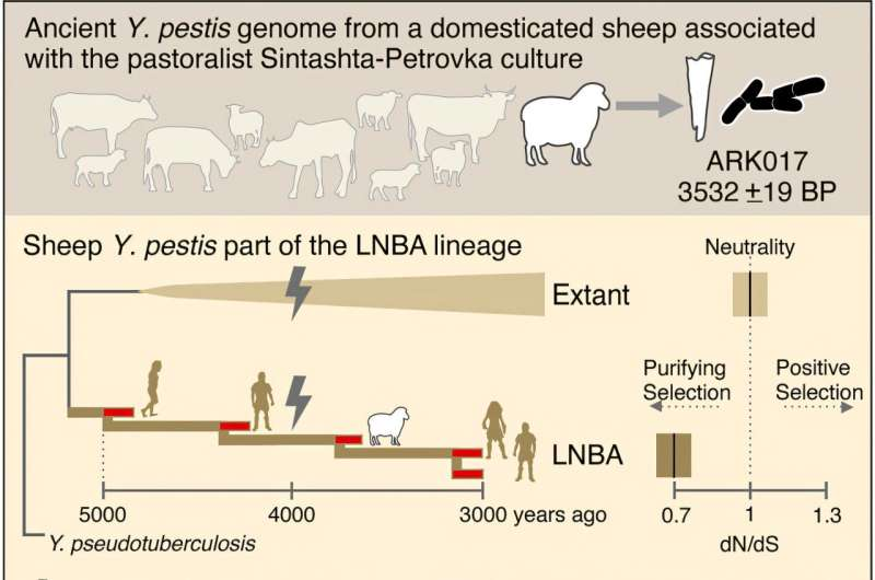 A 4,000-Year-Old Sheep May Have Finally Explained How the Bronze Age Plague Spread Across Eurasia