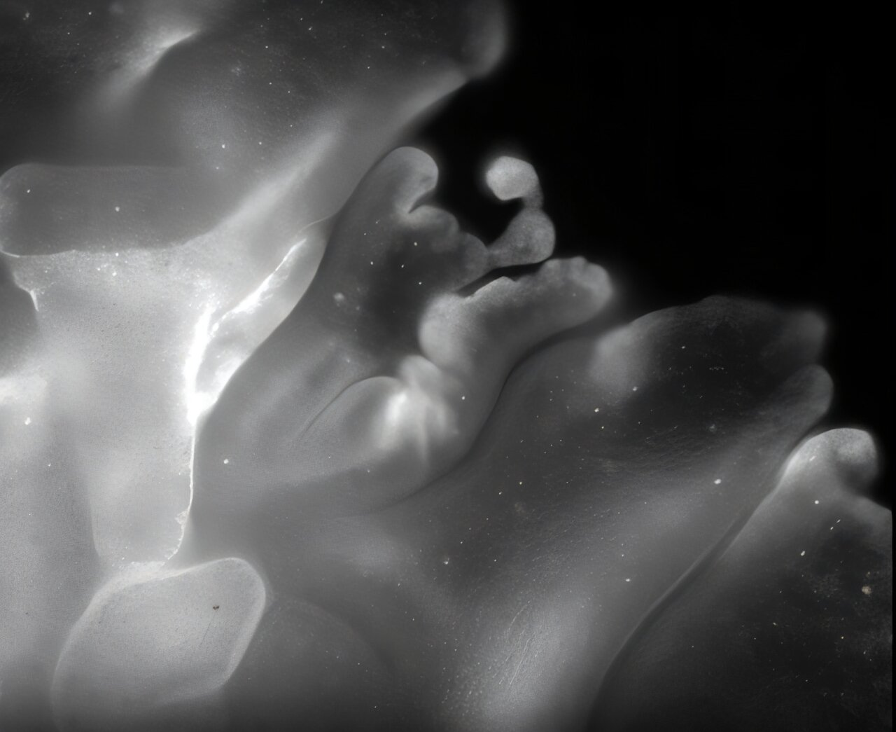 How One of the Simplest Animals Folds Itself With Origami-Like Precision