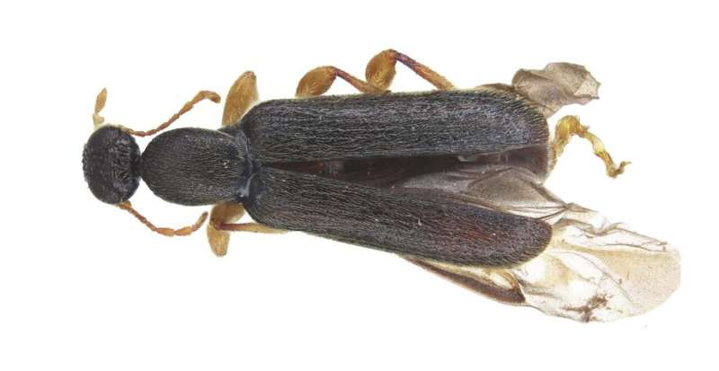 A New Beetle Species Named After Gerald Durrell Honors a Giant of Wildlife Conservation