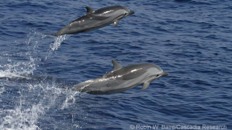 Pacific Whale and Dolphin Strandings Reveal Widespread Disease and Human-Caused Trauma Over Nearly Two Decades