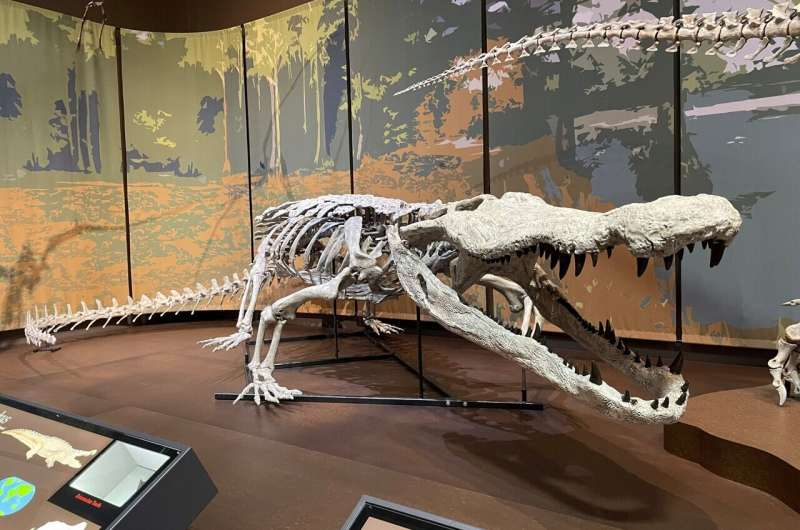 World’s First Scientifically Accurate Dinosaur-Killer Crocodile Skeleton Is Now on Display