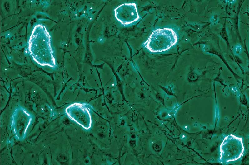 How Some Mammals Pause Pregnancy and What It Reveals About Cell Survival and Cancer