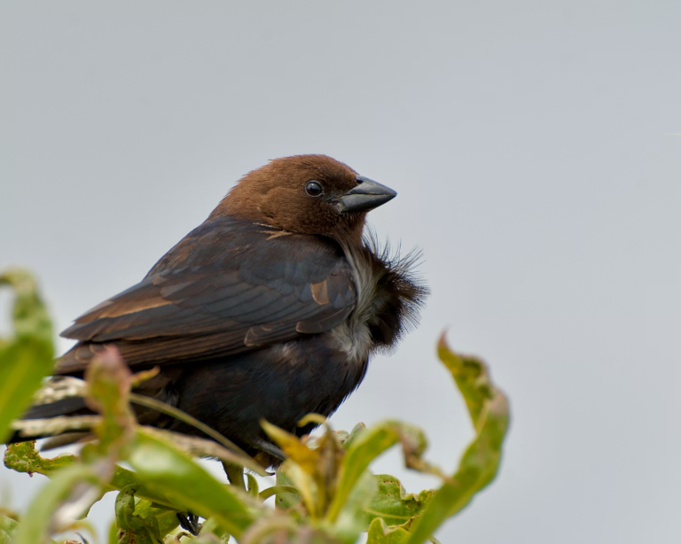 How Cowbirds Create Their Signature Watery Songs Using a Remarkably Complex Vocal System