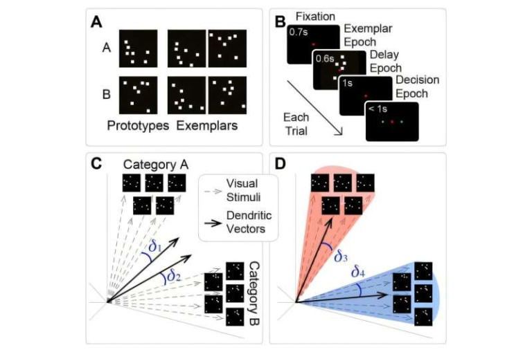 Biology-Inspired Brain Model Matches Animal Learning and Uncovers Overlooked Neuron Activity
