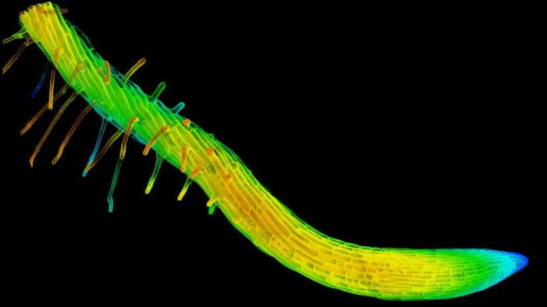 Scientists Discover How Plant Roots and Vines Twist and Turn to Overcome Obstacles