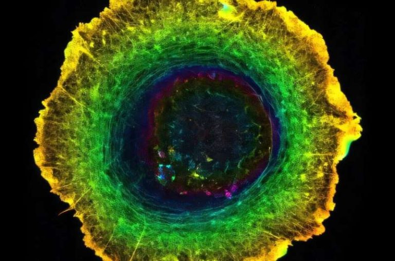 RIKEN Scientists Reveal How Molecular Chirality Shapes the Directional Behavior of Living Cells