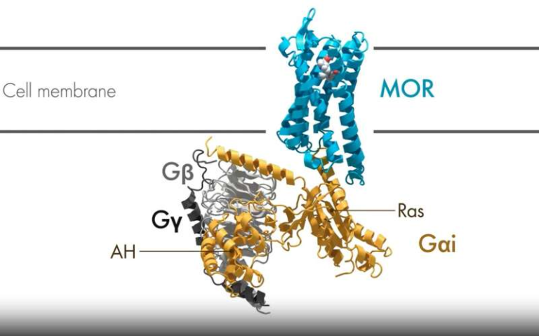 Scientists Discover How Different GPCR Drugs Trigger Stronger or Weaker Cellular Signals