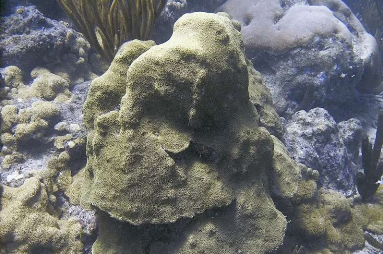 Scientists Discover How Light-Sensing Genes Drive the Formation of New Coral Species