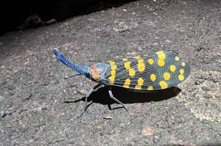 New Species Are Being Discovered Faster Than Ever Before, Scientists Find