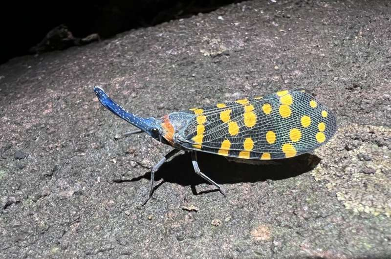 New Species Are Being Discovered Faster Than Ever Before, Scientists Find