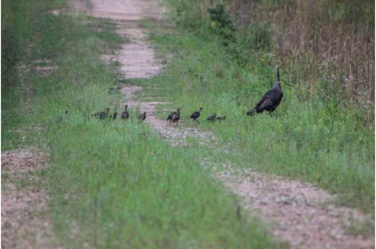 Hunting Pressure Is Pushing Female Turkeys to Produce More Daughters, New Research Reveals