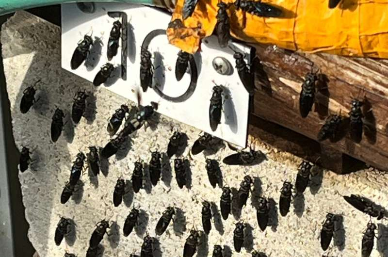 UC Riverside Scientists Build a DIY Fly-Powered System That Turns Food Waste Into Animal Feed and Fertilizer