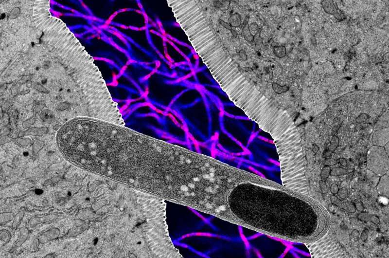 Scientists Identify a Gut Bacterium That Slows Weight Gain and Improves Metabolic Health in Mice